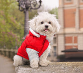 243448 Gilet sans manches PERE NOËL avec capuche pour chiens de petite taille