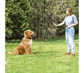 4565 Collier de dressage pour chien à vibrations écran d'affichage lumineux