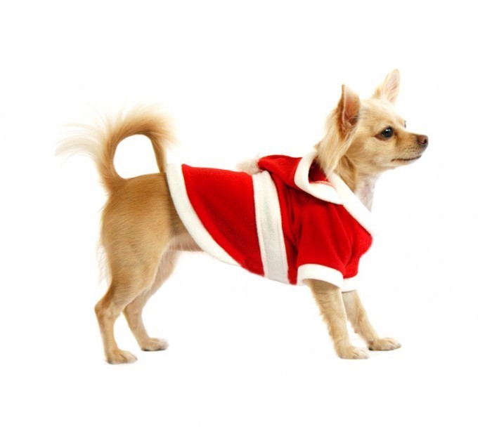 5679 Déguisement de PERE NOËL avec capuche pour chiens de petite/moyenne taille