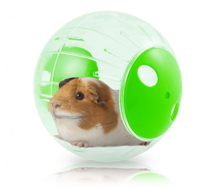 10578 Jeu pour les petits rongeurs Mini Twisterball plastique dur ø 18,5 cm
