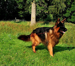 4561 Piquet d'attache en acier extérieur pour attacher la laisse du chien