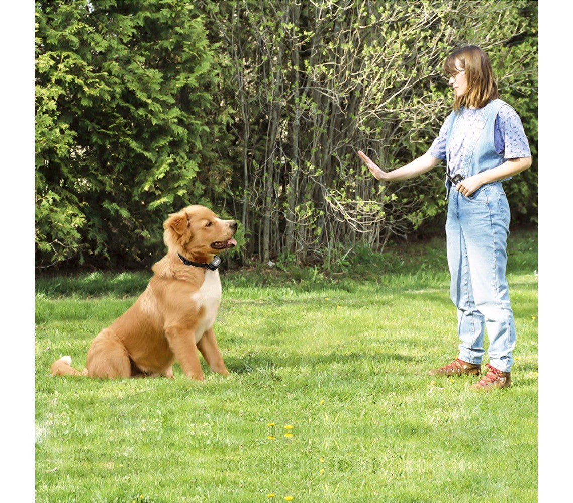 4565 Collier de dressage pour chien à vibrations écran d'affichage lumineux