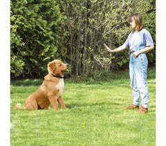 4565 Collier de dressage pour chien à vibrations écran d'affichage lumineux