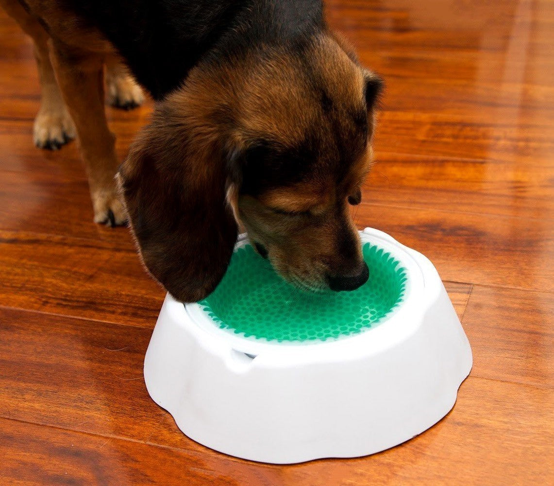 147516 Gamelle pour chien et chat avec système de refroidissement 8 h Fresh Bowl