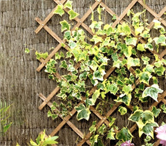 434037 Grille en bois extensible Welkhome 180x90 cmpour plante