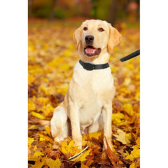 166004 Collier élastique pour chiens de taille moyenne ou petite 145 cm.