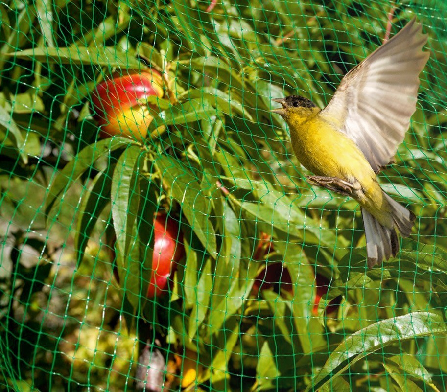 Filet d’entourage ou couvre-potager en nylon 4 x 12 m anti-oiseaux 290058