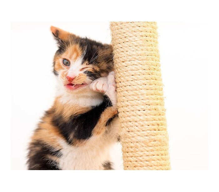 Sisal grattoir avec socle en bois pour les chats - jouet pour animal