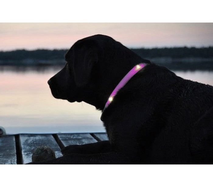 Collier réglable LED pour chiens et chats différentes tailles et couleurs