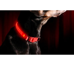 Collier réglable LED pour chiens et chats différentes tailles et couleurs